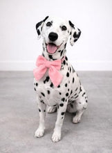 Load image into Gallery viewer, Dog Bow Collar 2 Pack – Soft Adjustable Puppy Collars with Removable Bell, Pink & White Cute Dog Collar for Small Medium Dogs, Boutique Pet Accessory for Daily Wear, Photos & Parties