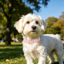 Load image into Gallery viewer, ARING PET Girl Dog Collar for Puppy Small Medium Large Dogs-Pink Stripe L