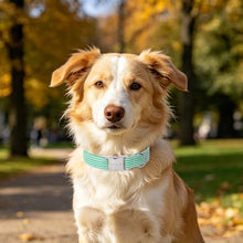 Load image into Gallery viewer, ARING PET Cute Dog Collar for Puppy Small Medium Large Dogs-Teal Stripe XS