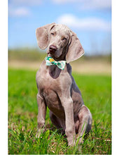 Load image into Gallery viewer, ARING PET Bowtie Dog Collar Adjustable Collars with Bow Tie for Dogs Small Medium Large