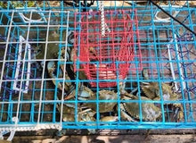 Load image into Gallery viewer, OceanBuilt Florida Blue Crab Trap & Crab Pot, Crab Net Alternative, Medium