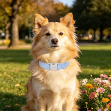 Load image into Gallery viewer, ARING PET Boy Dog Collar for Puppy Small Medium Large Dogs-Blue Stripe M