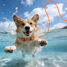 Load image into Gallery viewer, 5FT Nylon Waterproof Dog Leash, Durable Strong Odor-Proof Dog Leashes with Zinc Alloy Clip, Walking, Beach, Yard, Swimming, Training Leash for Small, Medium & Large Dogs Blue
