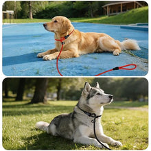 Load image into Gallery viewer, FOVRLZSE 11-Pack Dog Leashes, 4.6FT, 10mm Braided Nylon, 11 Assorted Colors