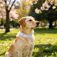 Load image into Gallery viewer, ARING PET Boy Dog Collar for Puppy Small Medium Large Dogs-Blue Stripe XS