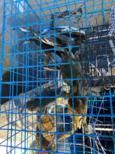Load image into Gallery viewer, OceanBuilt Florida XL Blue Crab Trap – 18 x 24 x 24 Recreational Blue Crab Pot – Four-Throat Saltwater Crab Trap – Heavy Duty PVC Coated Wire Fishing Trap