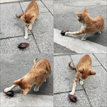 Load image into Gallery viewer, RC Cockroach Remote Control Car Vehicle Animal Toys Electronic Realistic Fake Big Insect Bug Glowing Eyes Kids Gift