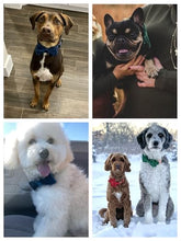 Load image into Gallery viewer, ARING PET Bowtie Dog Collar-Velvet Dog Collars with Removable Bowtie, Cute &amp;Comfortable Purple Dog Collar,Medium.
