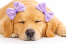 Load image into Gallery viewer, Dog Double Bow Headband Set of 3, Adjustable Elastic Dog Headbands for Small &amp; Medium Dogs, Puppy Head Bows, Dog Hair Accessories for Grooming, Photos &amp; Holiday Occasions
