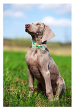 Load image into Gallery viewer, ARING PET Bowtie Dog Collar Adjustable Collars with Bow Tie for Dogs Small Medium Large
