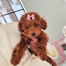 Load image into Gallery viewer, NCMAMA Dog Hair Bows with Rubber Bands for Small Dog Puppy Girls Grooming
