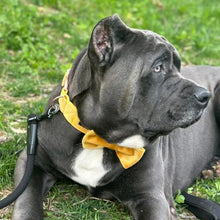 Load image into Gallery viewer, ARING PET Bowtie Dog Collar-Velvet Dog Collars with Detachable Bowtie, Adorable&amp;Soft Yellow Dog Collar.
