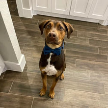 Load image into Gallery viewer, ARING PET Bowtie Dog Collar-Velvet Dog Collars with Removable Bowtie, Cute &amp; Comfortable Dog Collar.

