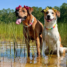 Load image into Gallery viewer, mqajdv Dog Hair Double Bow Headbands 3 Pcs – Bow Headband for Dogs, Dog Hair Bow,Classic Dog Hair Bows, Adjustable Headband, Puppy Bow, Pet Hair Bow, Dog Grooming Accessory
