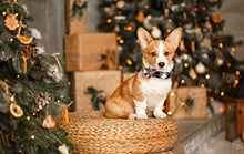 Load image into Gallery viewer, ARING PET Christmas Dog Collar, Cute Xmas Red Green Plaid Detachable Flower Pet Collar with Metal Buckle for Puppy Small Medium Large Boy Girl Dog-XL
