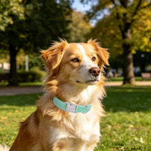 Load image into Gallery viewer, ARING PET Cute Dog Collar for Puppy Small Medium Large Dogs-Teal Stripe M
