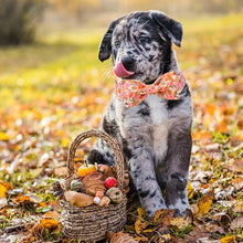 Load image into Gallery viewer, ARING PET Fall Dog Collar with Bow, Cute Daisy Floral Pet Collars with Quick Release Buckle for Puppy Small Medium Large Girl Boy Dogs-S
