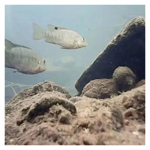 Load image into Gallery viewer, HD 3 1 IP68 8LED Portable Ice Fishing Sonar Fish Finder Depth Detection
