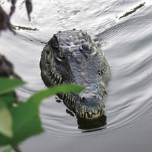 Load image into Gallery viewer, V005 RC Boat 2.4G Remote Control Electric Racing Boat for Pools with Simulation Crocodile Head Spoof Toy
