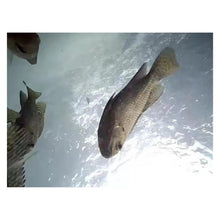 Load image into Gallery viewer, IP68 8LED Waterproof Underwater Fishing Camera System Depth Detection

