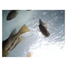 Load image into Gallery viewer, IP68 8LED Waterproof Underwater Fishing Camera System Depth Detection

