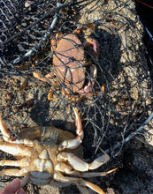 Load image into Gallery viewer, 2 Pack Crab Trap Hoop Net Crab Pot 2 Ring Trap for Pier Dock Jetty Dungeness Rock Blue Crabs with Float, Line Bait Clip and Bag 24" x 20" x 14" (2 Pack)

