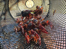 Load image into Gallery viewer, 2 Pack - Crawfish Trap Crawdads Crayfish Trap Torpedo Heavy Duty Bait Trap Steel Mesh Wire Black with Clip Two-Piece Durable (2 Pack)
