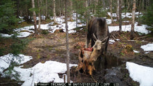 Load image into Gallery viewer, Spartan Camera GoLive 4G LTE Trail Camera, Free Roaming in US, Live-Streaming, Anti-Theft GPS, On-Demand Image&amp;Video Capture, Real-time Updates, Built-in Lithium Battery, Blackout (2, Verizon)
