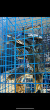 Load image into Gallery viewer, OceanBuilt Florida Blue Crab Trap &amp; Crab Pot, Crab Net Alternative, Medium
