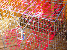 Load image into Gallery viewer, OceanBuilt Florida XL Blue Crab Trap with 6" White Buoy Kit – 18 x 24 x 24 Recreational Blue Crab Pot – Four-Throat Saltwater Crab Trap – Includes Buoy &amp; 30' Rope – PVC Coated Wire Fishing Trap
