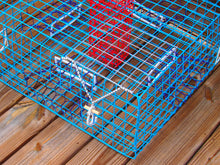Load image into Gallery viewer, OceanBuilt Florida Large Blue Crab Trap – 11 x 24 x 24 Recreational Blue Crab Pot – Four-Throat Saltwater Crab Trap – Heavy Duty PVC Coated Wire Fishing Trap

